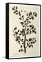 The Sloe Tree, Plate 494 from 'The Curious Herbal', Published 1782-Elizabeth Blackwell-Framed Stretched Canvas