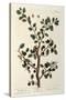 The Sloe Tree, Plate 494 from 'The Curious Herbal', Published 1782-Elizabeth Blackwell-Stretched Canvas