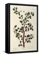 The Sloe Tree, Plate 494 from 'The Curious Herbal', Published 1782-Elizabeth Blackwell-Framed Stretched Canvas