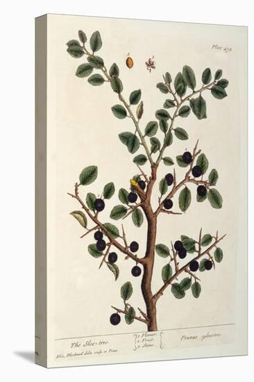The Sloe Tree, Plate 494 from 'The Curious Herbal', Published 1782-Elizabeth Blackwell-Stretched Canvas