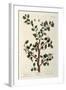 The Sloe Tree, Plate 494 from 'The Curious Herbal', Published 1782-Elizabeth Blackwell-Framed Giclee Print