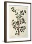 The Sloe Tree, Plate 494 from 'The Curious Herbal', Published 1782-Elizabeth Blackwell-Framed Giclee Print