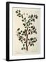 The Sloe Tree, Plate 494 from 'The Curious Herbal', Published 1782-Elizabeth Blackwell-Framed Giclee Print