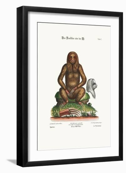 The Sloth, 1749-73-George Edwards-Framed Giclee Print