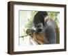 The Small Amazon-Luis Aguirre-Framed Giclee Print