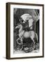 The Small Horse, 1505 (Engraving)-Albrecht Dürer-Framed Giclee Print