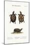 The Small Mud-Tortoise, 1749-73-George Edwards-Mounted Giclee Print