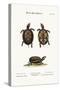 The Small Mud-Tortoise, 1749-73-George Edwards-Stretched Canvas