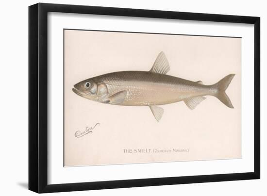 The Smeet (Osmerus Mordax), C.1920s-null-Framed Giclee Print