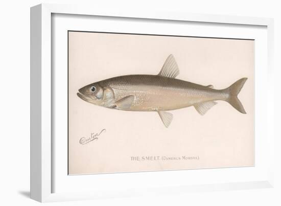 The Smeet (Osmerus Mordax), C.1920s-null-Framed Giclee Print