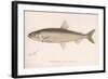 The Smeet (Osmerus Mordax), C.1920s-null-Framed Giclee Print