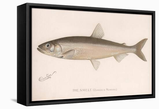 The Smeet (Osmerus Mordax), C.1920s-null-Framed Stretched Canvas