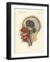 The Smell Organ or the Human Nose-null-Framed Giclee Print