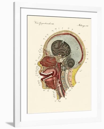 The Smell Organ or the Human Nose-null-Framed Giclee Print