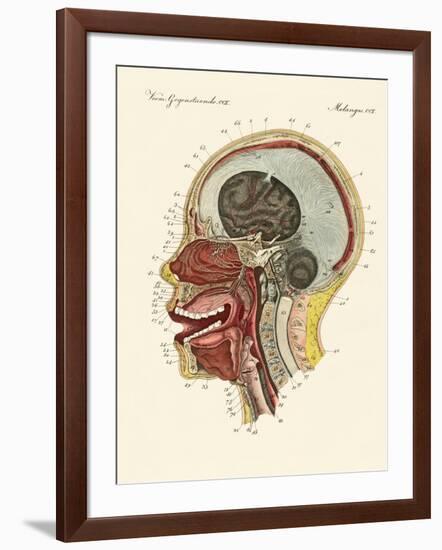 The Smell Organ or the Human Nose-null-Framed Giclee Print