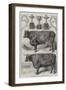 The Smithfield Club Cattle Show, Prize Cattle and Cups-Harrison William Weir-Framed Giclee Print