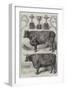 The Smithfield Club Cattle Show, Prize Cattle and Cups-Harrison William Weir-Framed Giclee Print