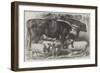 The Smithfield Club Cattle Show, Prize Cattle and Sheep at the Agricultural Hall, Islington-Samuel John Carter-Framed Giclee Print