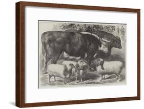 The Smithfield Club Cattle Show, Prize Cattle and Sheep at the Agricultural Hall, Islington-Samuel John Carter-Framed Giclee Print