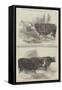 The Smithfield Club Cattle Show, Prize Cattle-Harrison William Weir-Framed Stretched Canvas