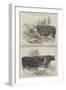 The Smithfield Club Cattle Show, Prize Cattle-Harrison William Weir-Framed Giclee Print