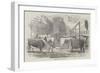 The Smithfield Club Cattle Show-Yard-null-Framed Giclee Print