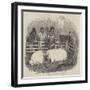 The Smithfield Club Cattle Show-null-Framed Giclee Print