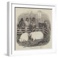 The Smithfield Club Cattle Show-null-Framed Giclee Print