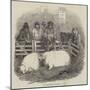 The Smithfield Club Cattle Show-null-Mounted Giclee Print