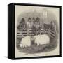 The Smithfield Club Cattle Show-null-Framed Stretched Canvas