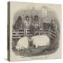 The Smithfield Club Cattle Show-null-Stretched Canvas