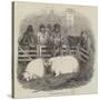 The Smithfield Club Cattle Show-null-Stretched Canvas