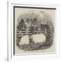 The Smithfield Club Cattle Show-null-Framed Giclee Print