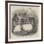 The Smithfield Club Cattle Show-null-Framed Giclee Print