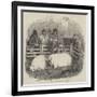 The Smithfield Club Cattle Show-null-Framed Giclee Print