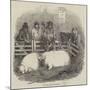 The Smithfield Club Cattle Show-null-Mounted Giclee Print