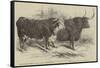 The Smithfield Club Prize Cattle Show-Harrison William Weir-Framed Stretched Canvas