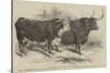 The Smithfield Club Prize Cattle Show-Harrison William Weir-Stretched Canvas