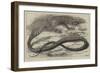 The Snake-Eating Serpent in the Zoological Society's Gardens-Thomas W. Wood-Framed Giclee Print