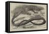 The Snake-Eating Serpent in the Zoological Society's Gardens-Thomas W. Wood-Framed Stretched Canvas