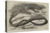 The Snake-Eating Serpent in the Zoological Society's Gardens-Thomas W. Wood-Stretched Canvas
