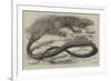 The Snake-Eating Serpent in the Zoological Society's Gardens-Thomas W. Wood-Framed Giclee Print