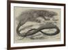 The Snake-Eating Serpent in the Zoological Society's Gardens-Thomas W. Wood-Framed Giclee Print