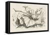 The Snap-Dragon-Fly-John Tenniel-Framed Stretched Canvas