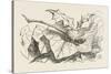 The Snap-Dragon-Fly-John Tenniel-Stretched Canvas