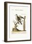 The Snow-Bird from Hudson's Bay, 1749-73-George Edwards-Framed Giclee Print