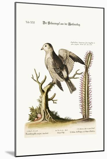 The Snow-Bird from Hudson's Bay, 1749-73-George Edwards-Mounted Giclee Print