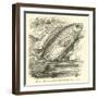 The So-Called Climbing Perch, Anabas Scandens-null-Framed Giclee Print