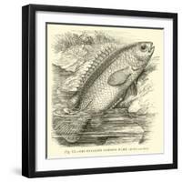 The So-Called Climbing Perch, Anabas Scandens-null-Framed Giclee Print