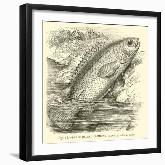 The So-Called Climbing Perch, Anabas Scandens-null-Framed Giclee Print